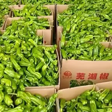 精品芜湖椒