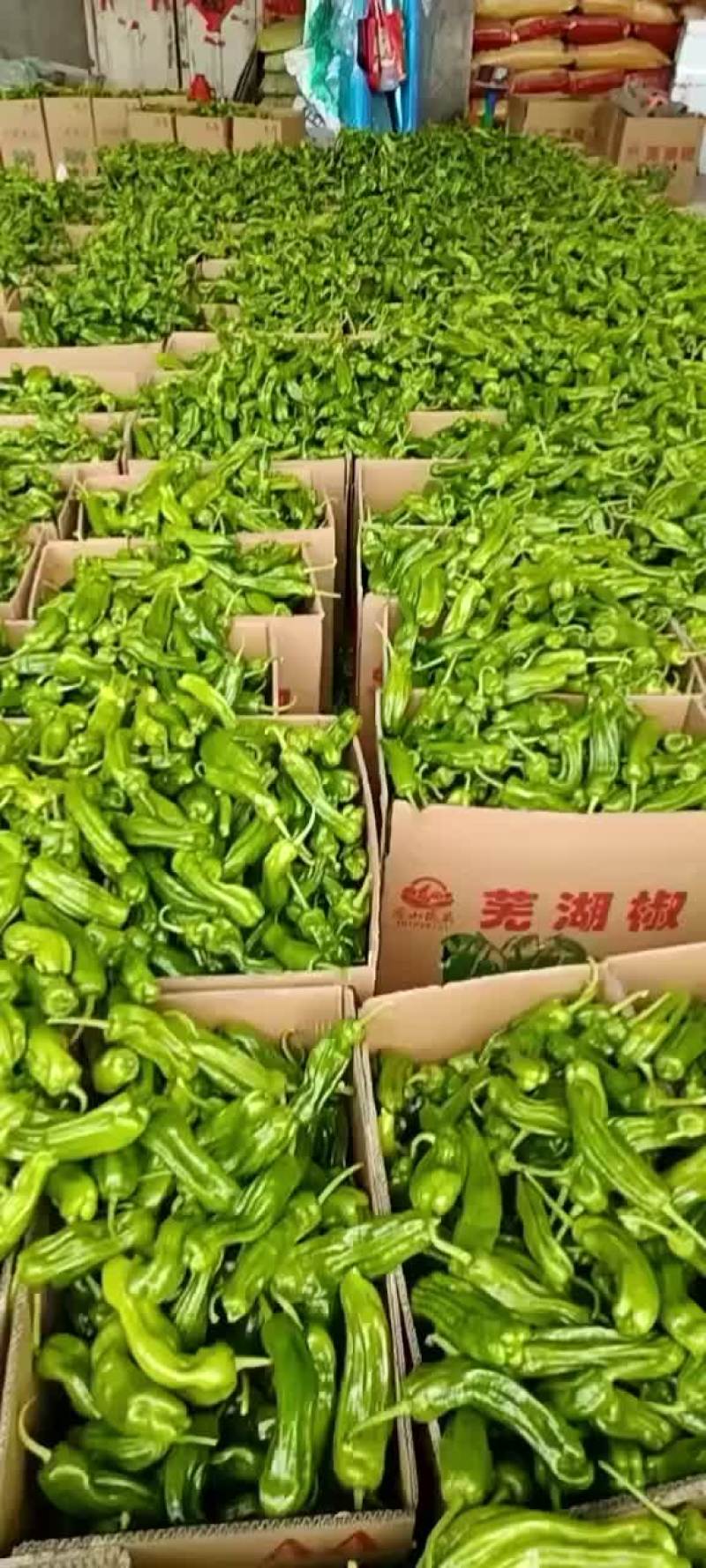 精品芜湖椒