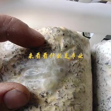 金耳菌种