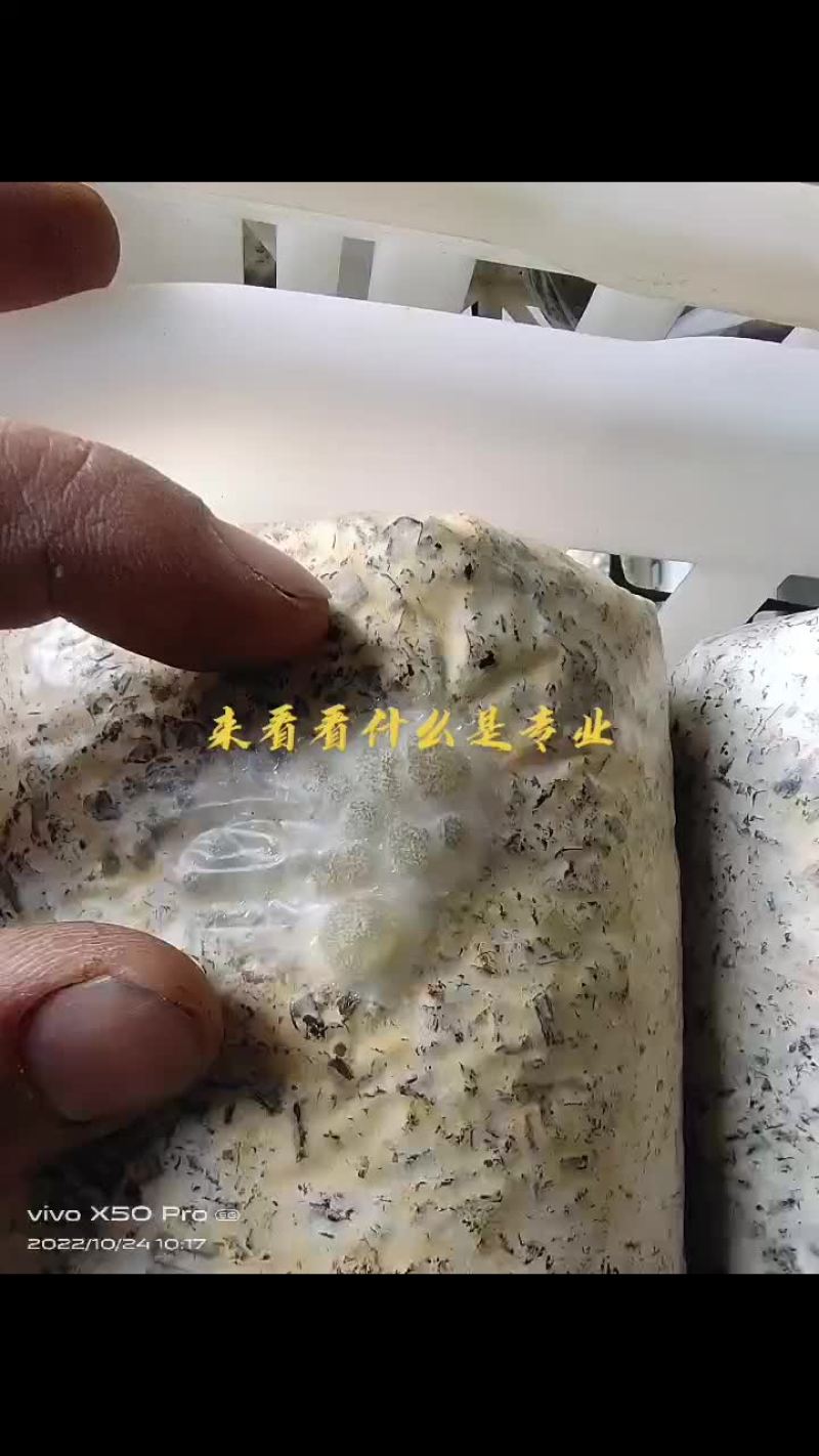 金耳菌种