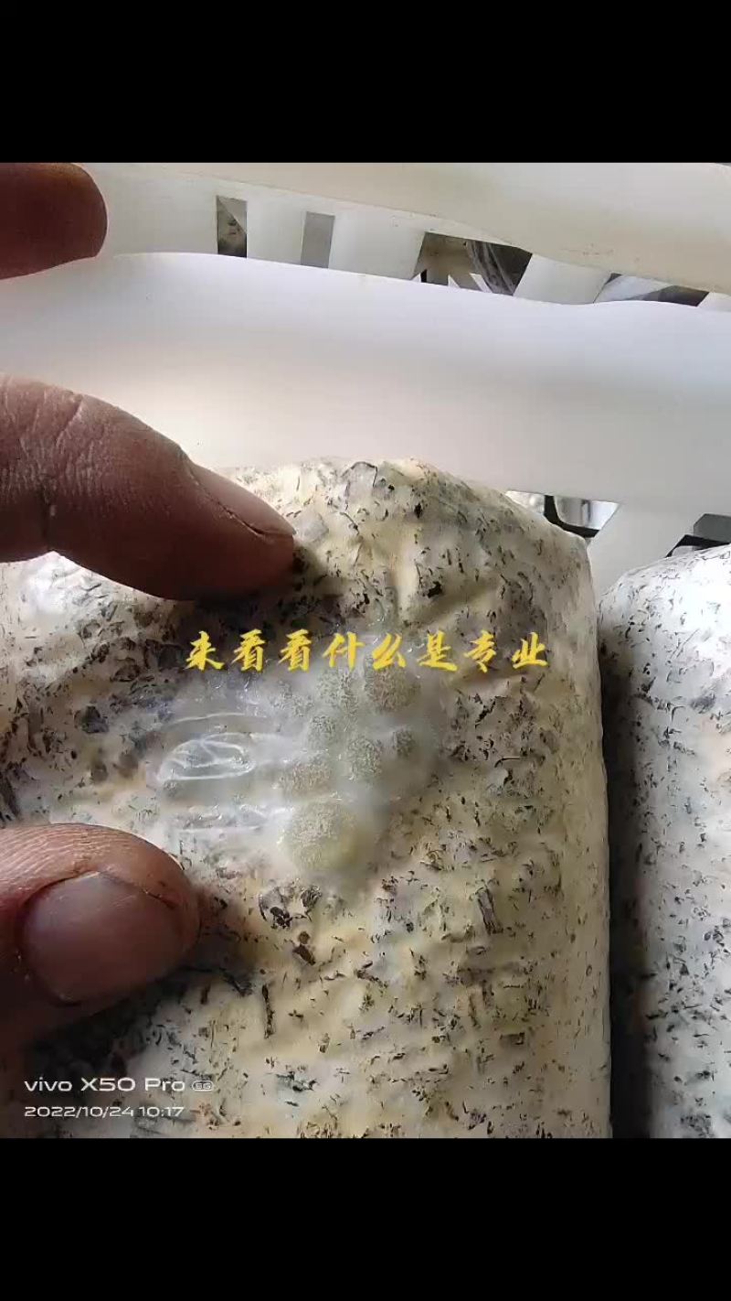 金耳菌种