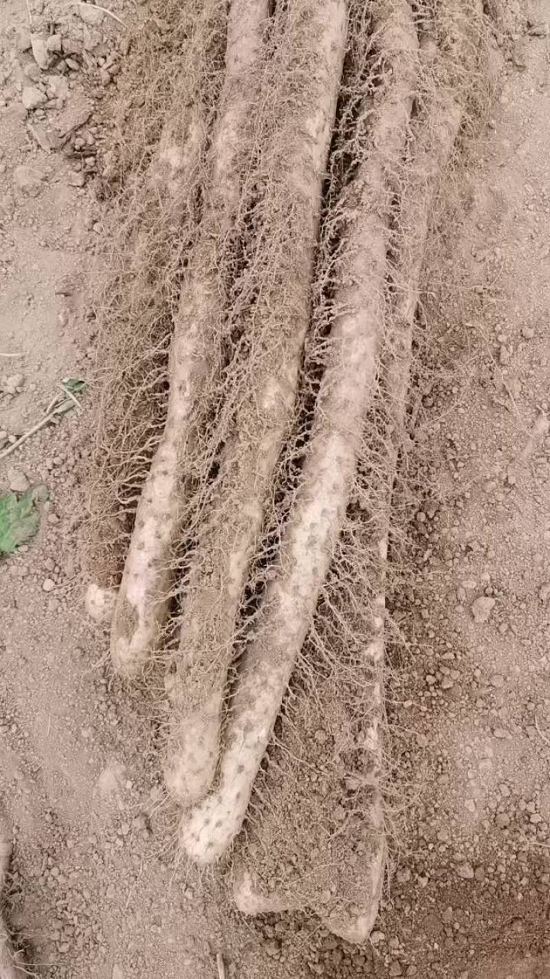 白玉山药产地批发。通货。二货。佛手。