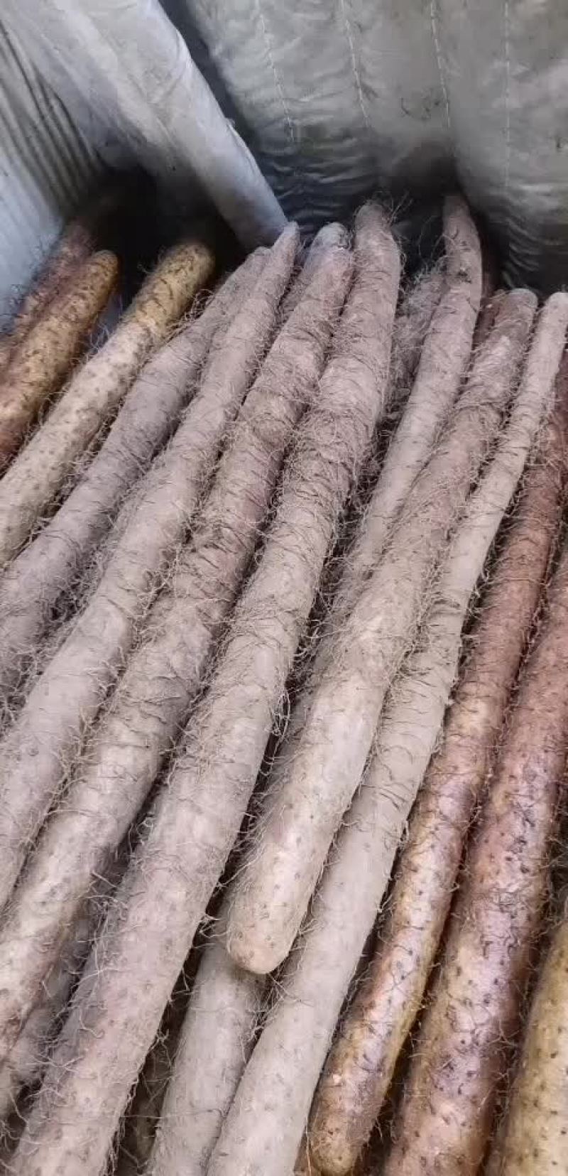 白玉山药产地批发。通货。二货。佛手。