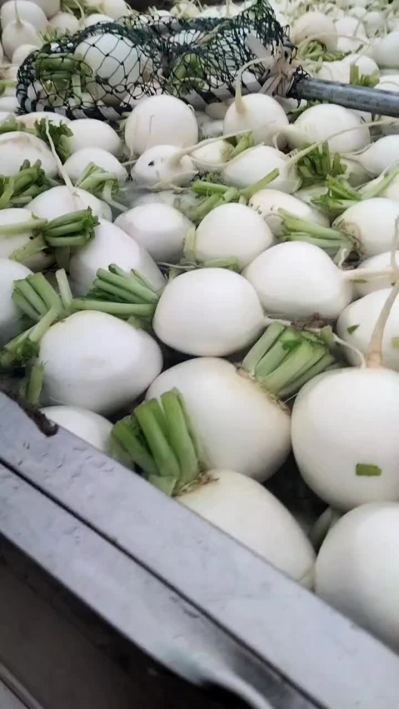 白萝卜大量供应
