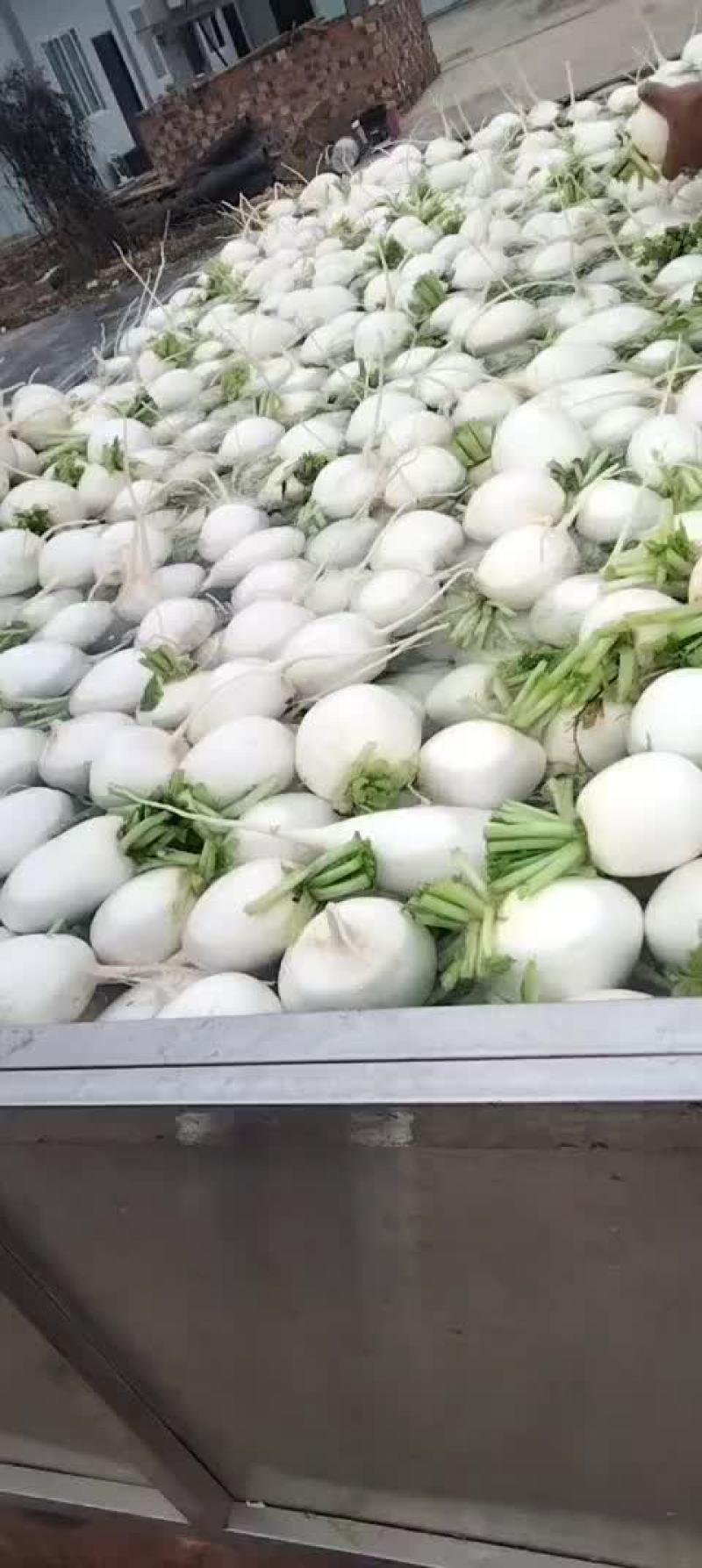 白萝卜大量供应