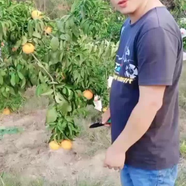爱媛果冻橙