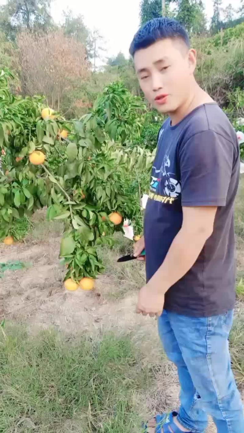 爱媛果冻橙