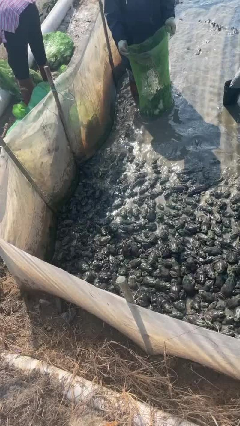 牛蛙
