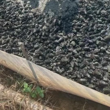 牛蛙
