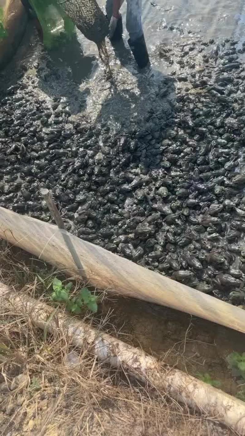 牛蛙