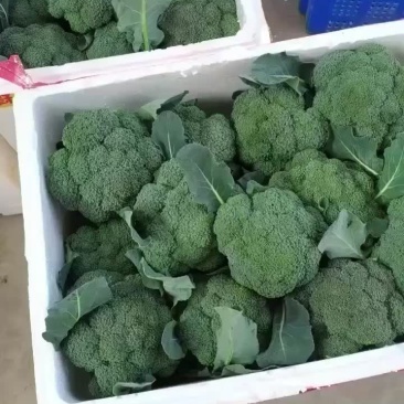 精品西兰花上市，价格不高，需要的朋友可以联系