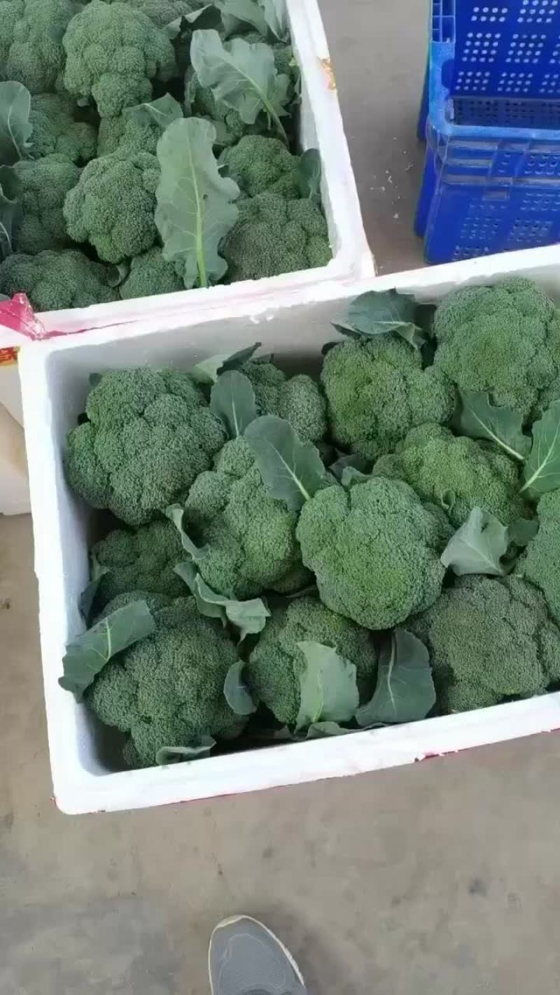 精品西兰花上市，价格不高，需要的朋友可以联系
