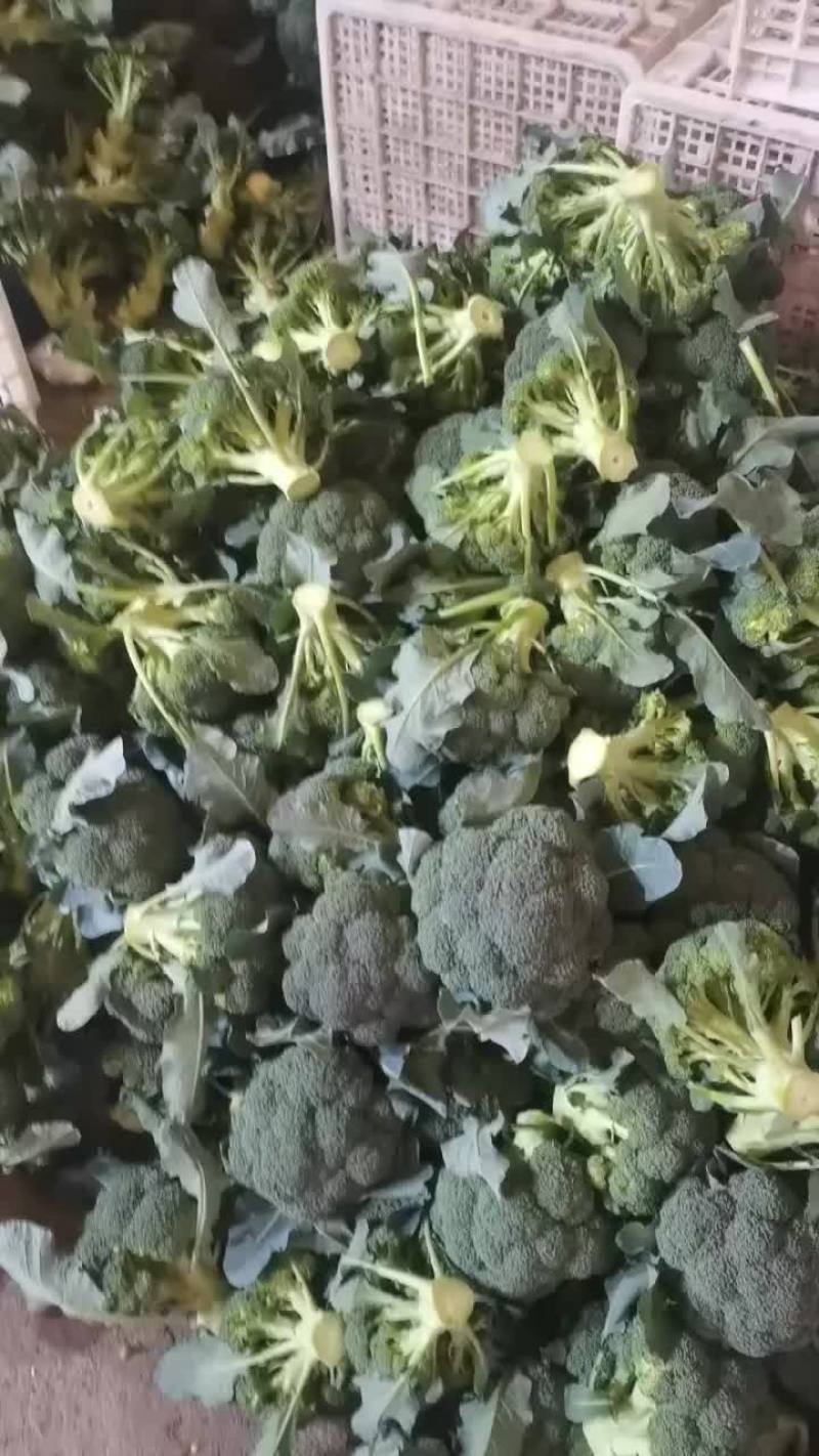 精品西兰花上市，价格不高，需要的朋友可以联系