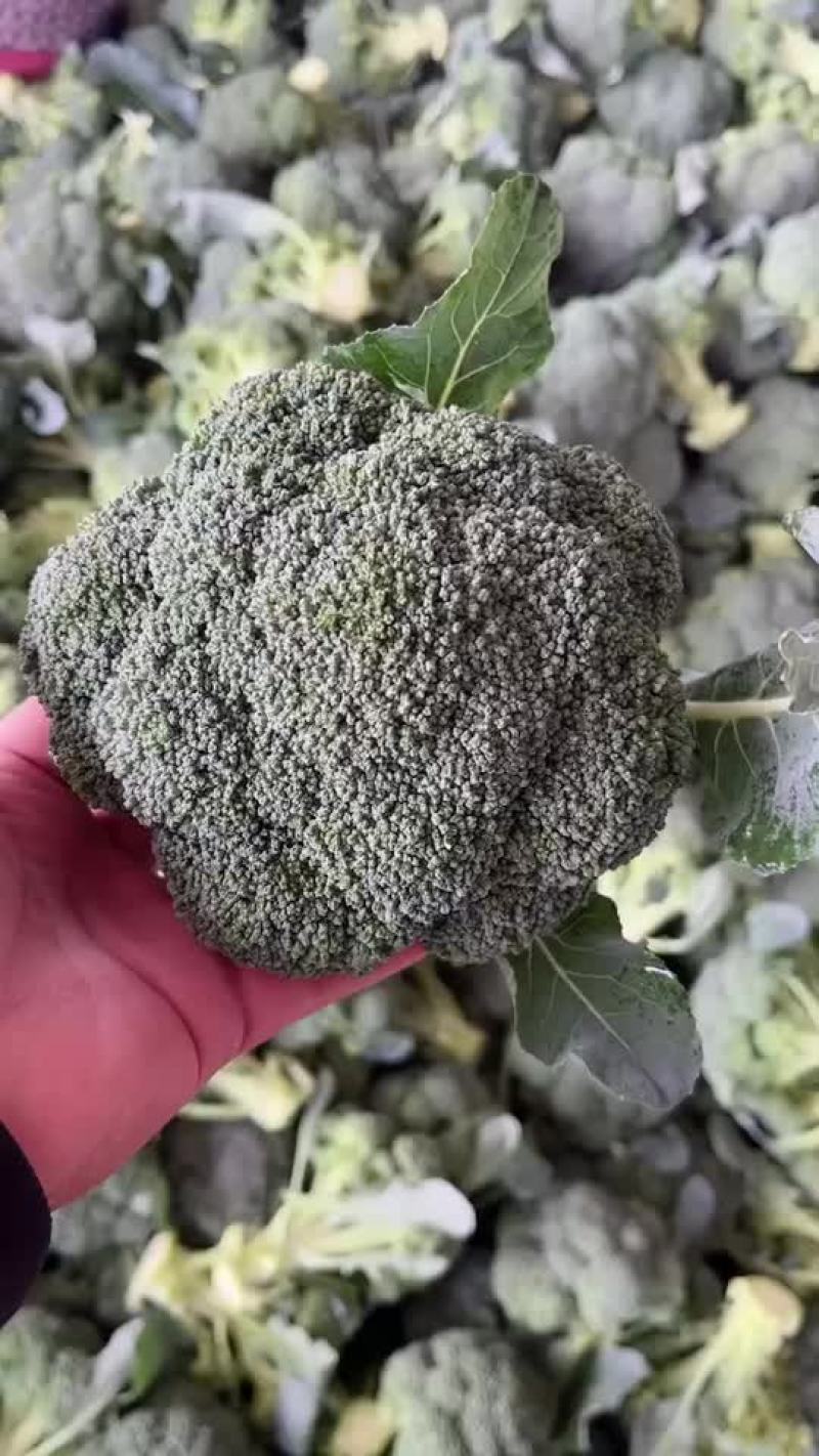 精品西兰花上市，价格不高，需要的朋友可以联系