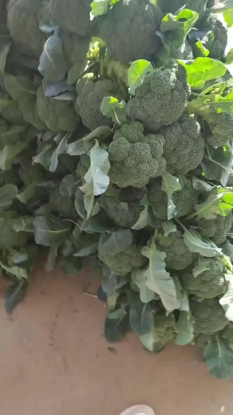 精品西兰花上市，价格不高，需要的朋友可以联系