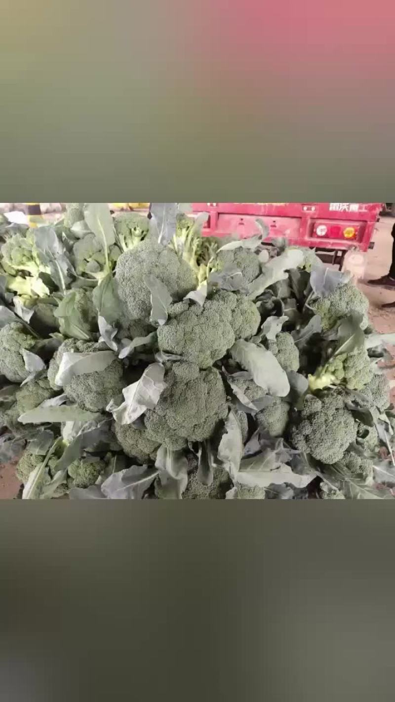 精品西兰花上市，价格不高，需要的朋友可以联系