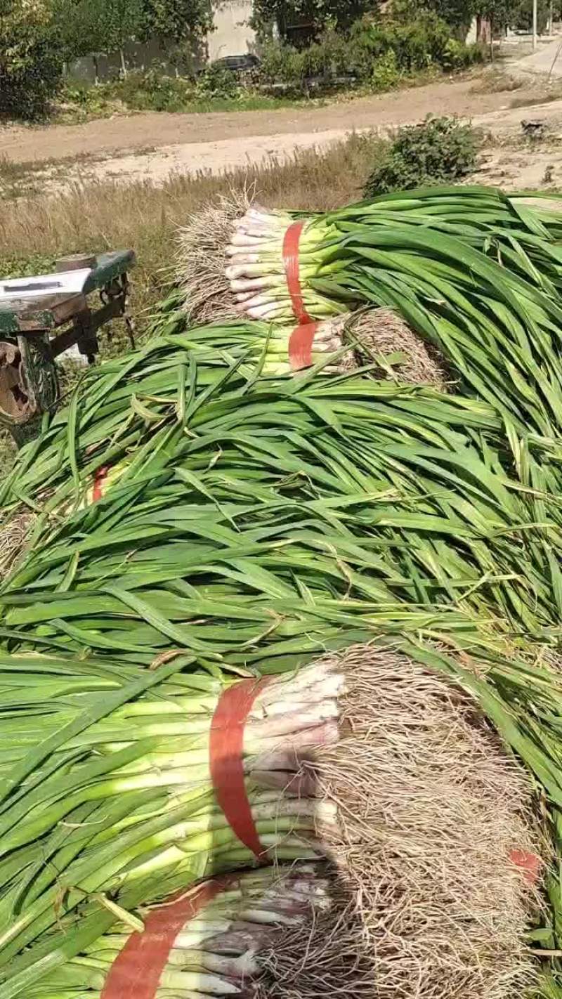 红根蒜苗