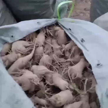 改良白术已经开挖，需要的老板电话联系，还有400亩