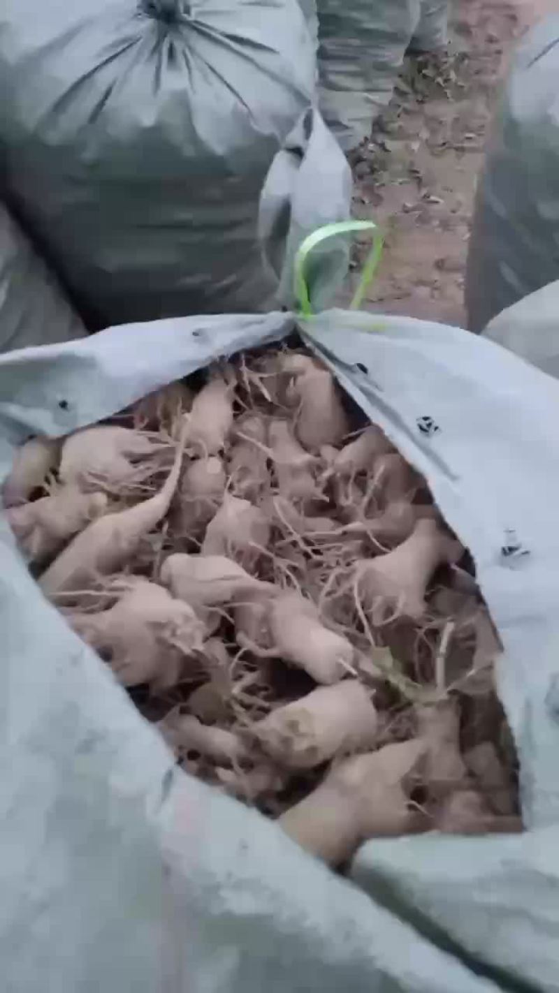 改良白术已经开挖，需要的老板电话联系，还有400亩
