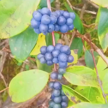 湘蕾金银花