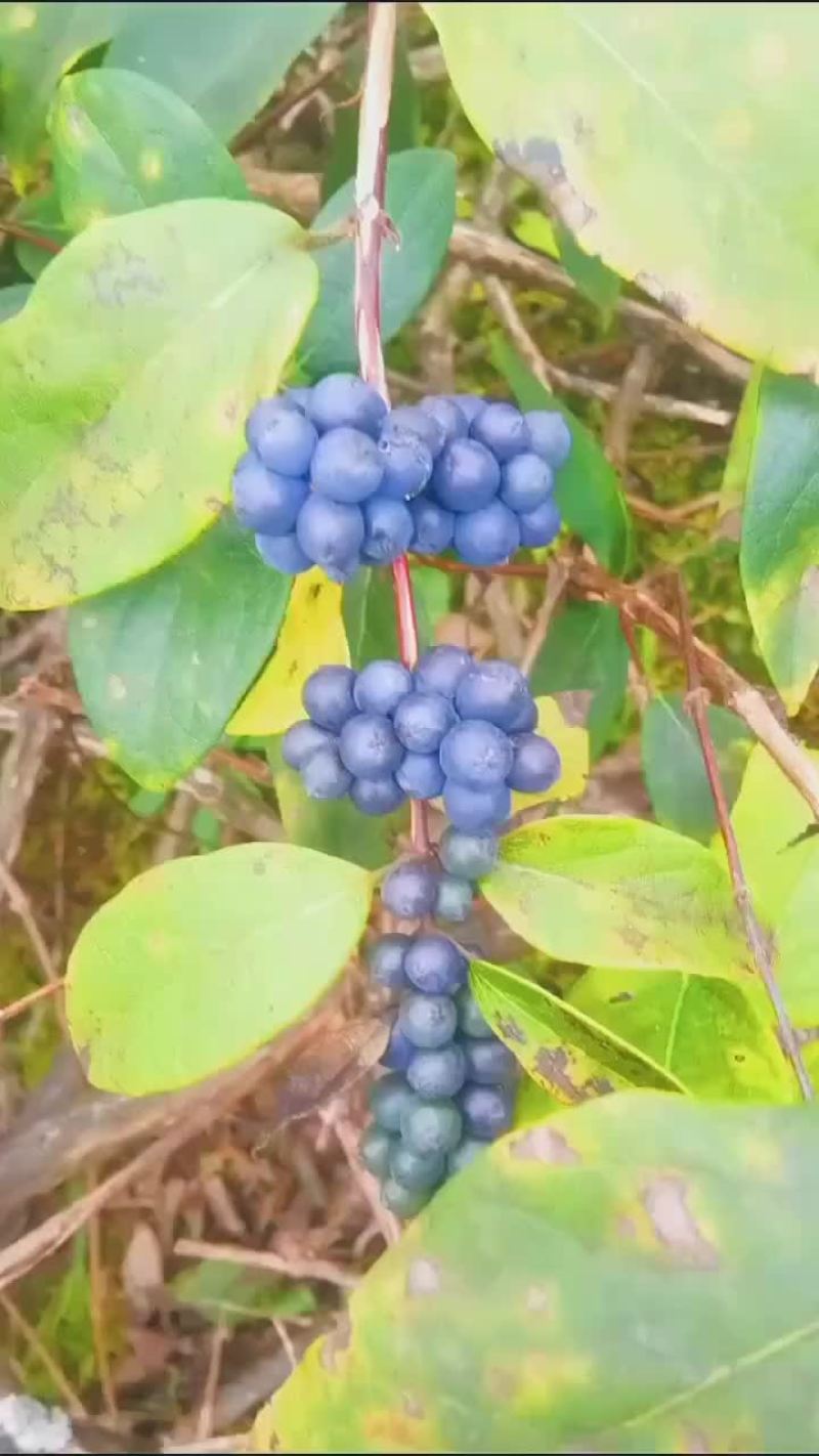 湘蕾金银花