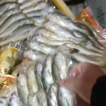 【到手11-13条一斤，一袋一斤】霞浦原产地小黄花鱼，