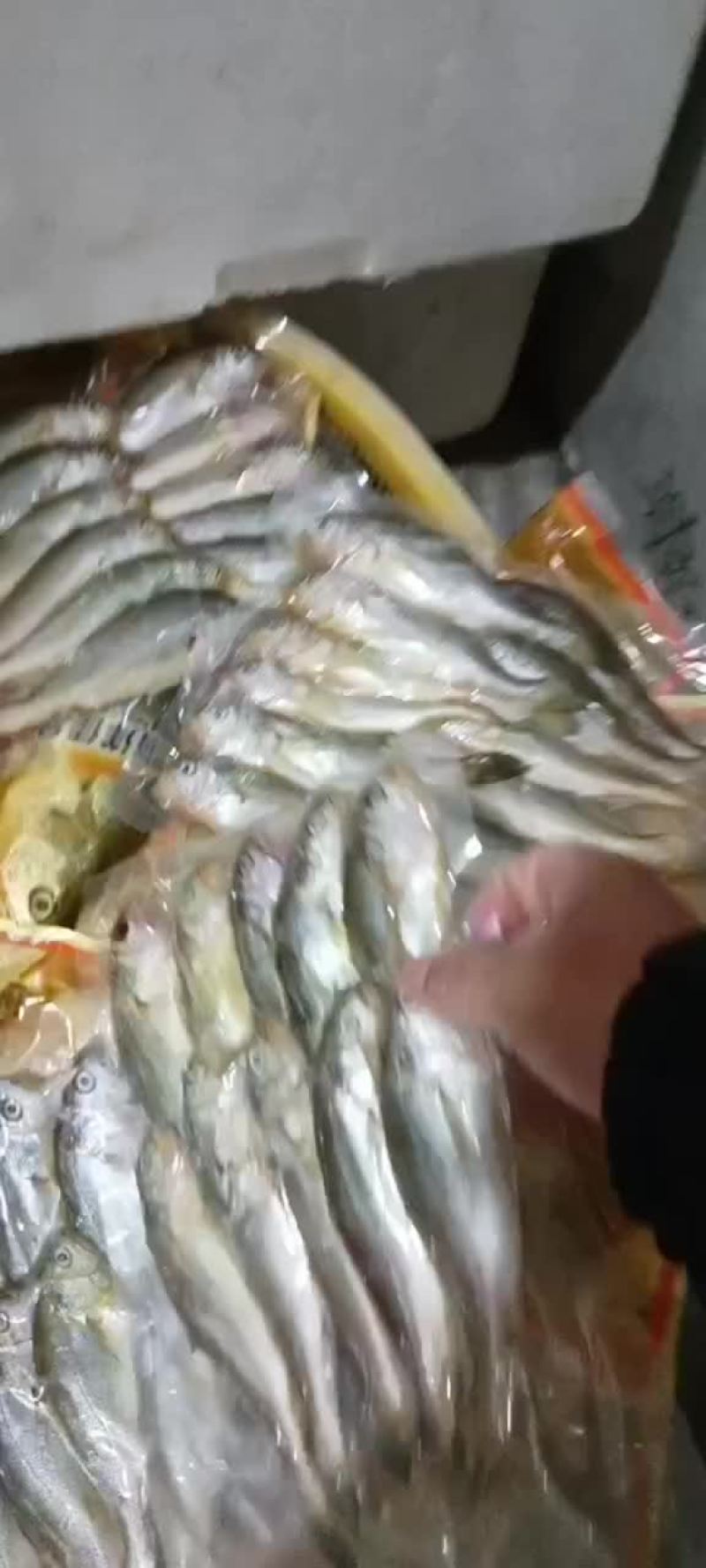 【到手11-13条一斤，一袋一斤】霞浦原产地小黄花鱼，