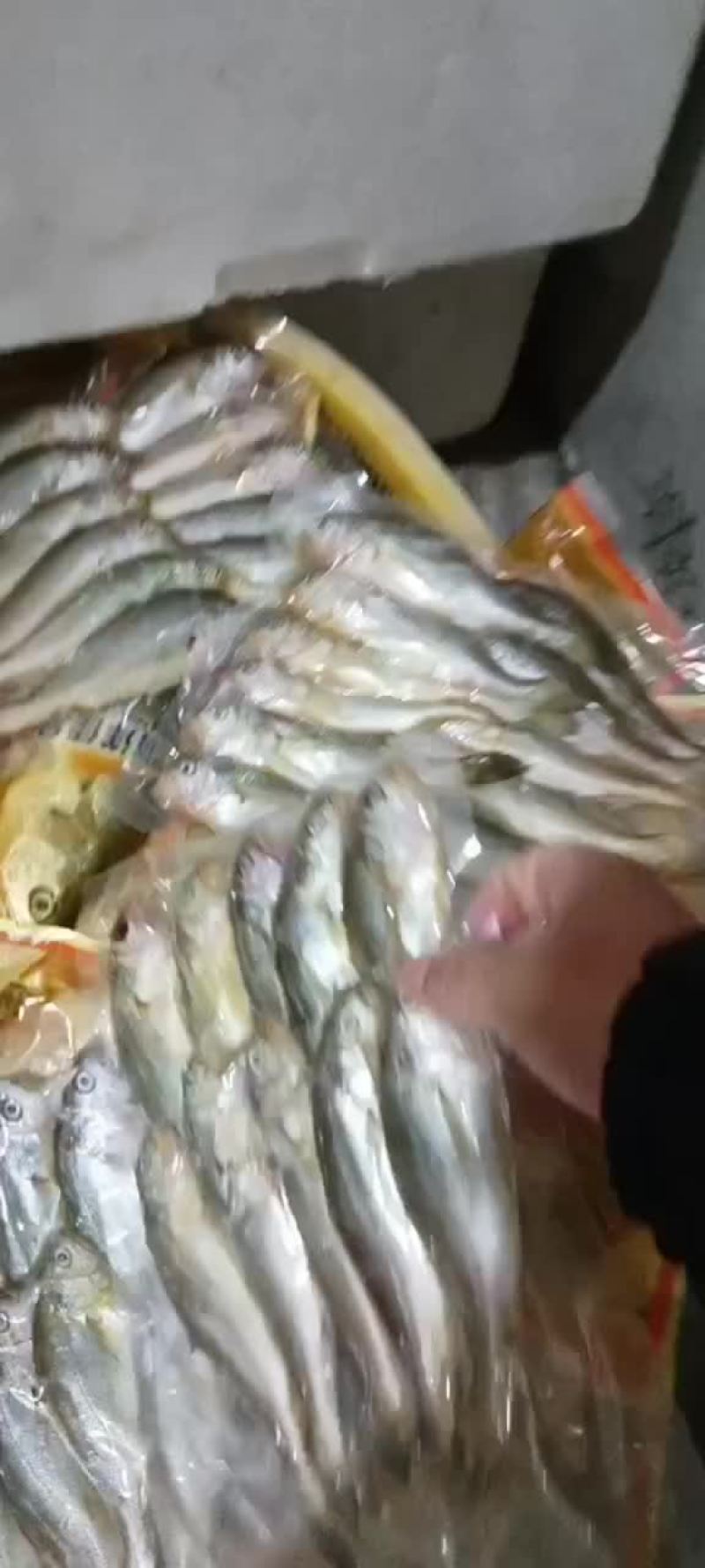 【到手11-13条一斤，一袋一斤】霞浦原产地小黄花鱼，