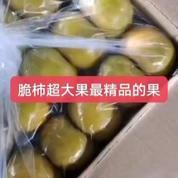 广西恭城脆柿，脆甜脆甜的嘎嘎好