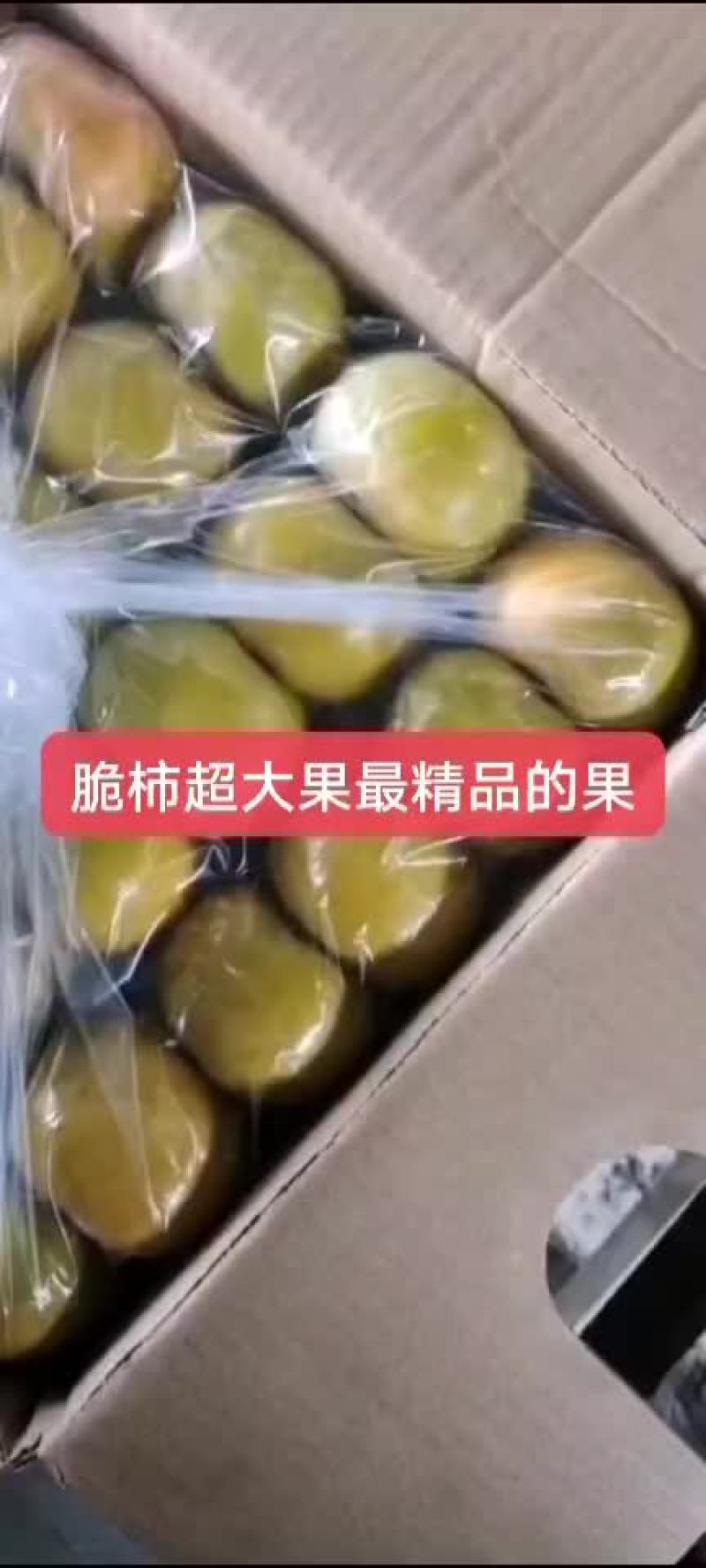 广西恭城脆柿，脆甜脆甜的嘎嘎好