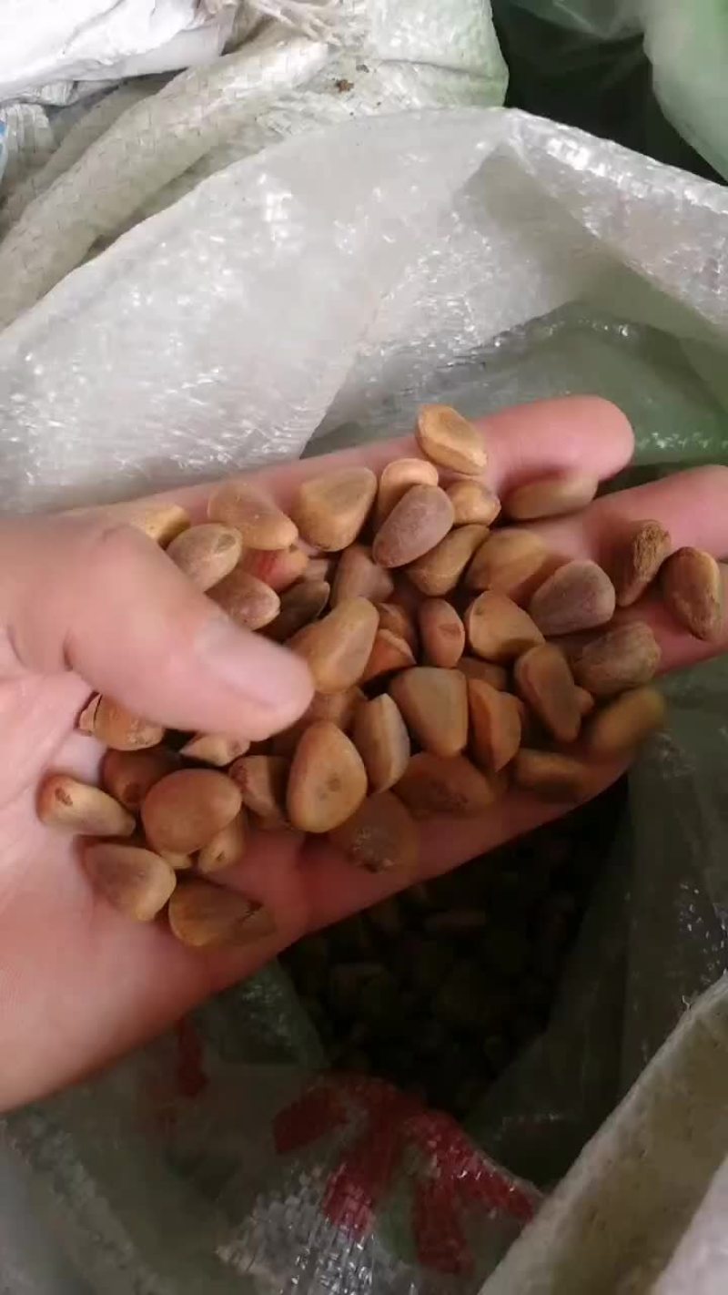 生红松松子颗粒650