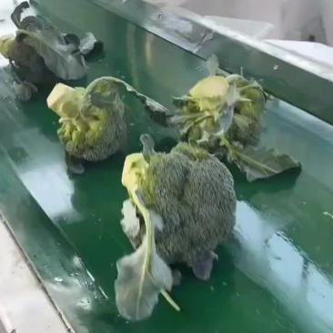 精品西兰花，根据客户要求提供各类包装