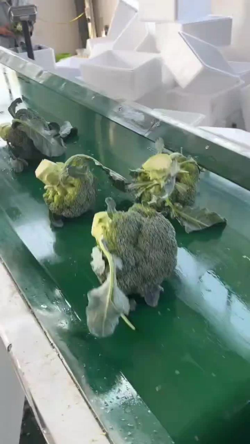 精品西兰花，根据客户要求提供各类包装