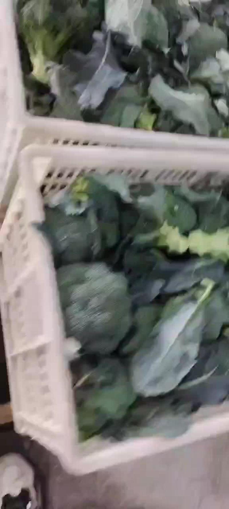 精品西兰花，根据客户要求提供各类包装