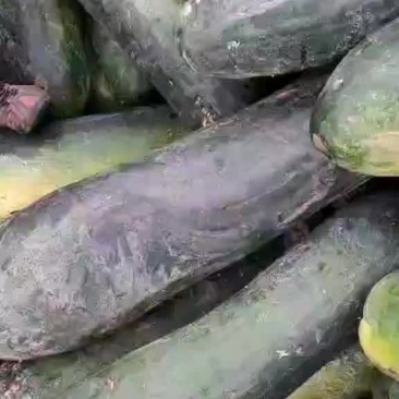 地冬瓜
