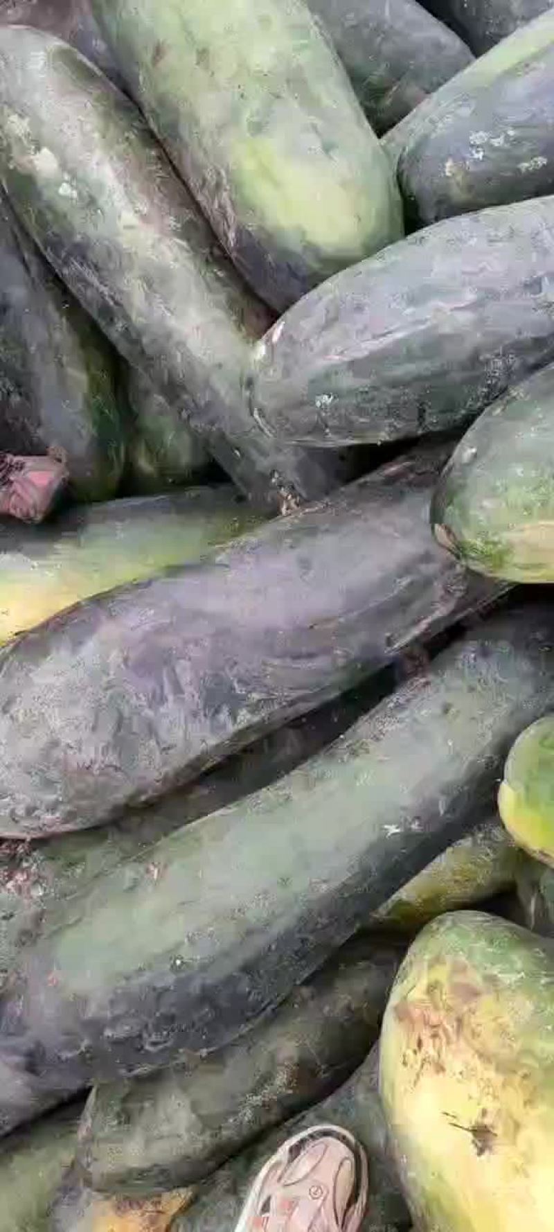地冬瓜