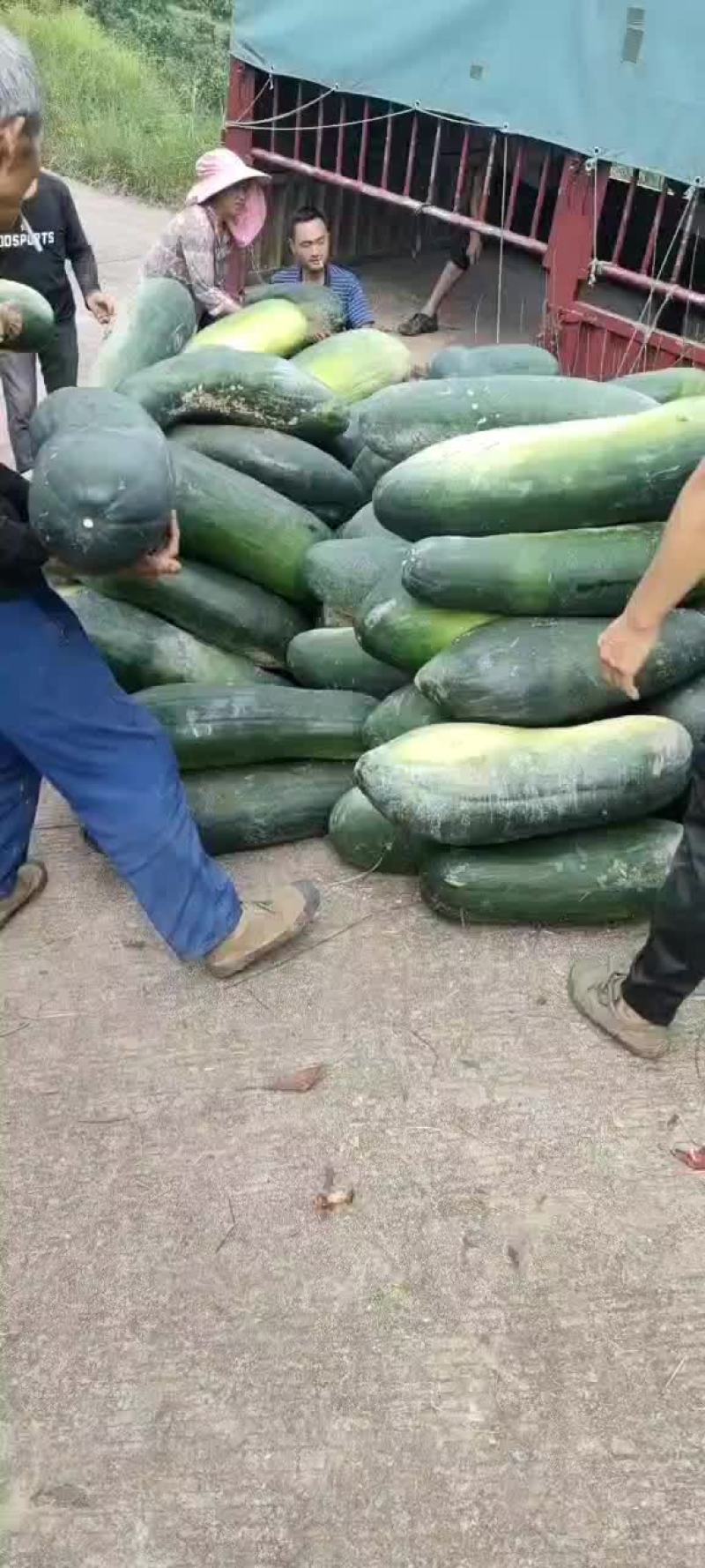地冬瓜