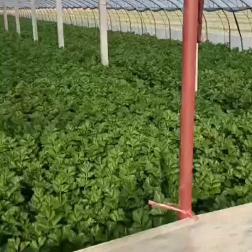大棚西芹