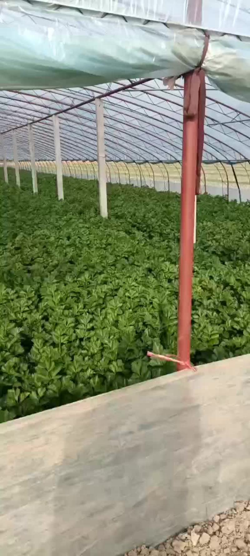 大棚西芹