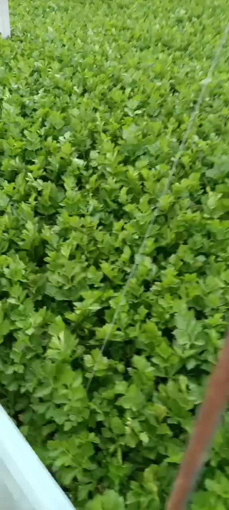 大棚西芹