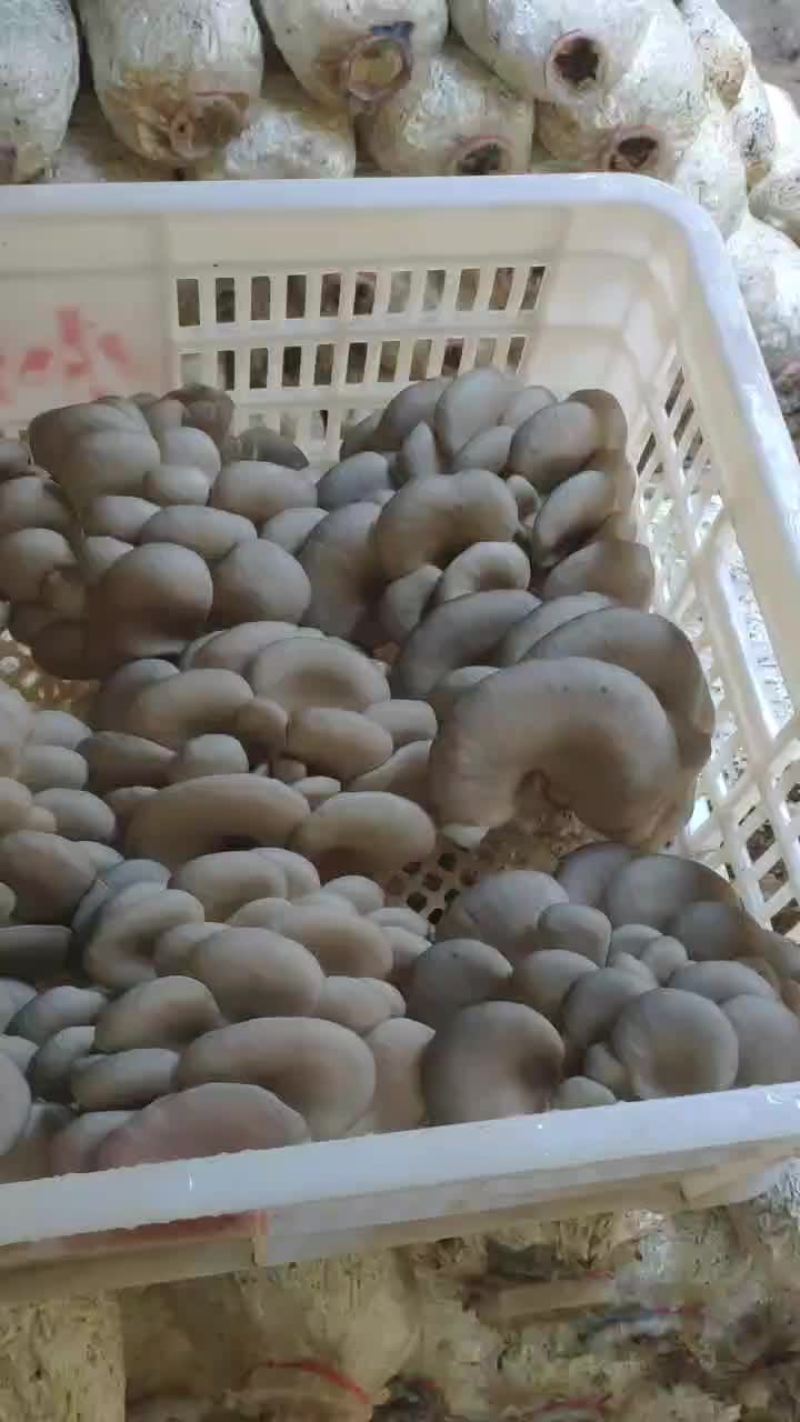 精品熟料平菇