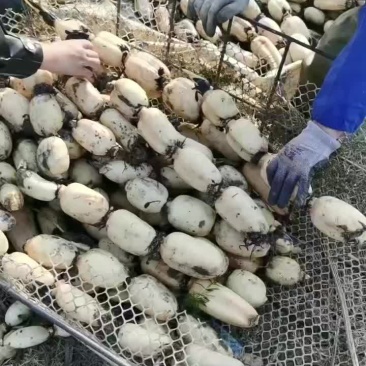 鄂莲6号大藕当小藕卖，要的提前联系！