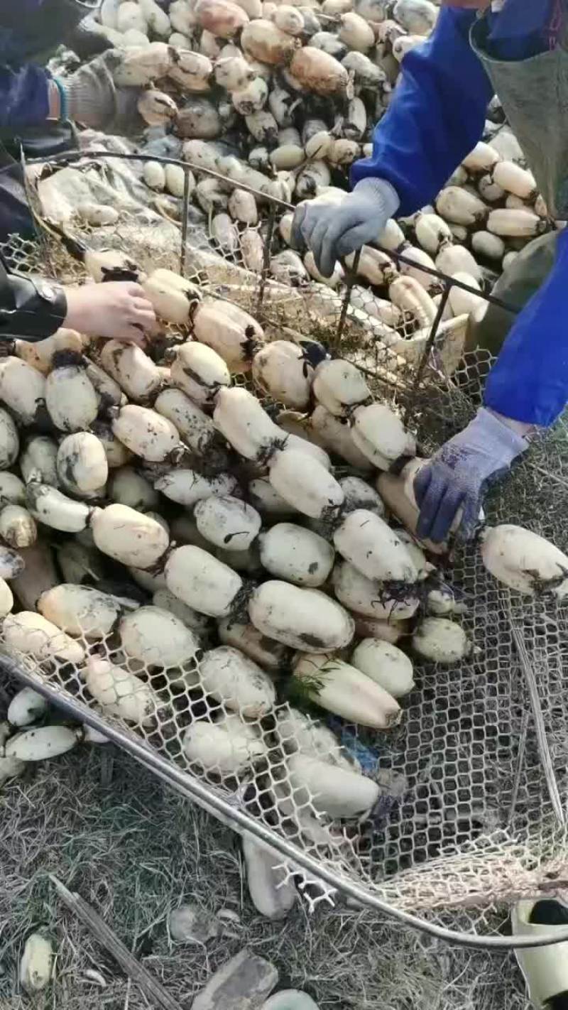 鄂莲6号大藕当小藕卖，要的提前联系！