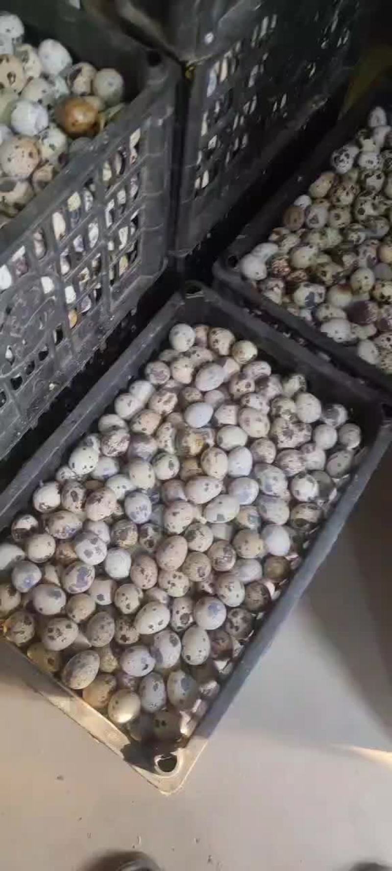 精品生鲜鹌鹑蛋