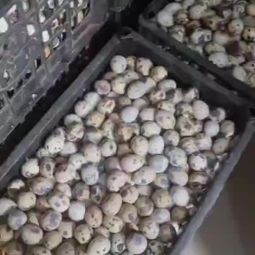 精品生鲜鹌鹑蛋