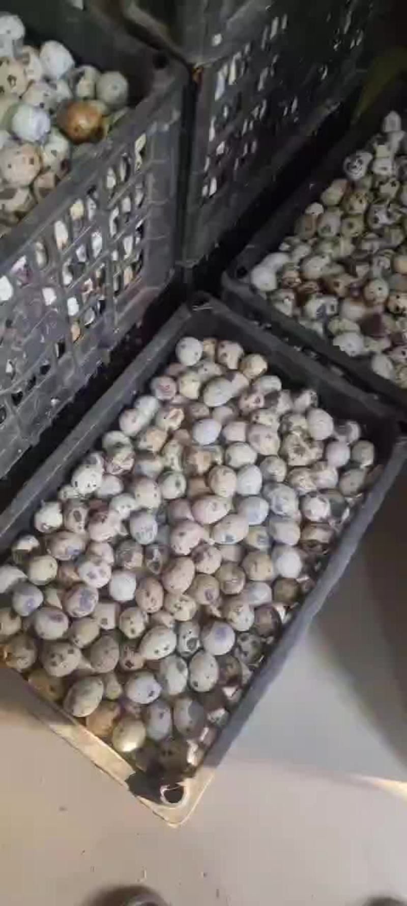 精品生鲜鹌鹑蛋