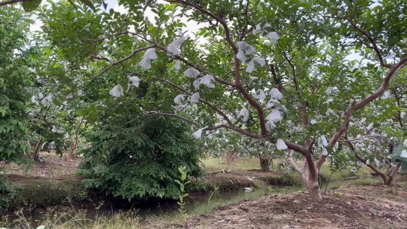 广州增城特产：番石榴、荔枝、杨桃、胭脂红石榴、增城迟菜心