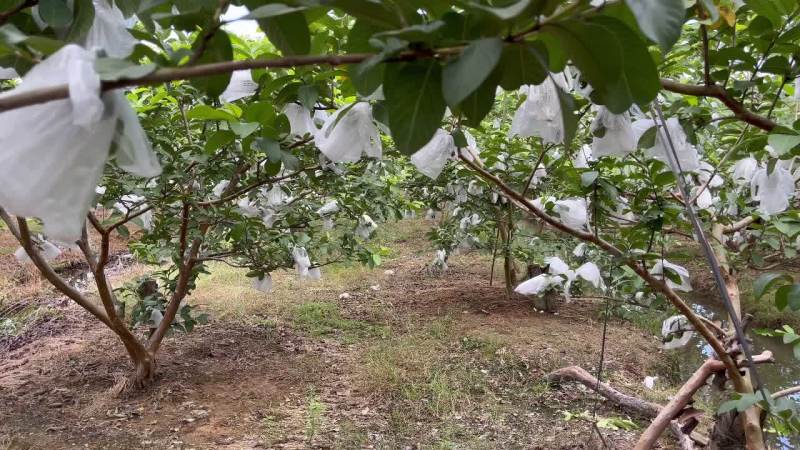 广州增城特产：番石榴、荔枝、杨桃、胭脂红石榴、增城迟菜心