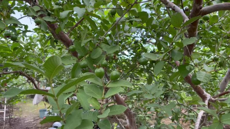 广州增城特产：番石榴、荔枝、杨桃、胭脂红石榴、增城迟菜心
