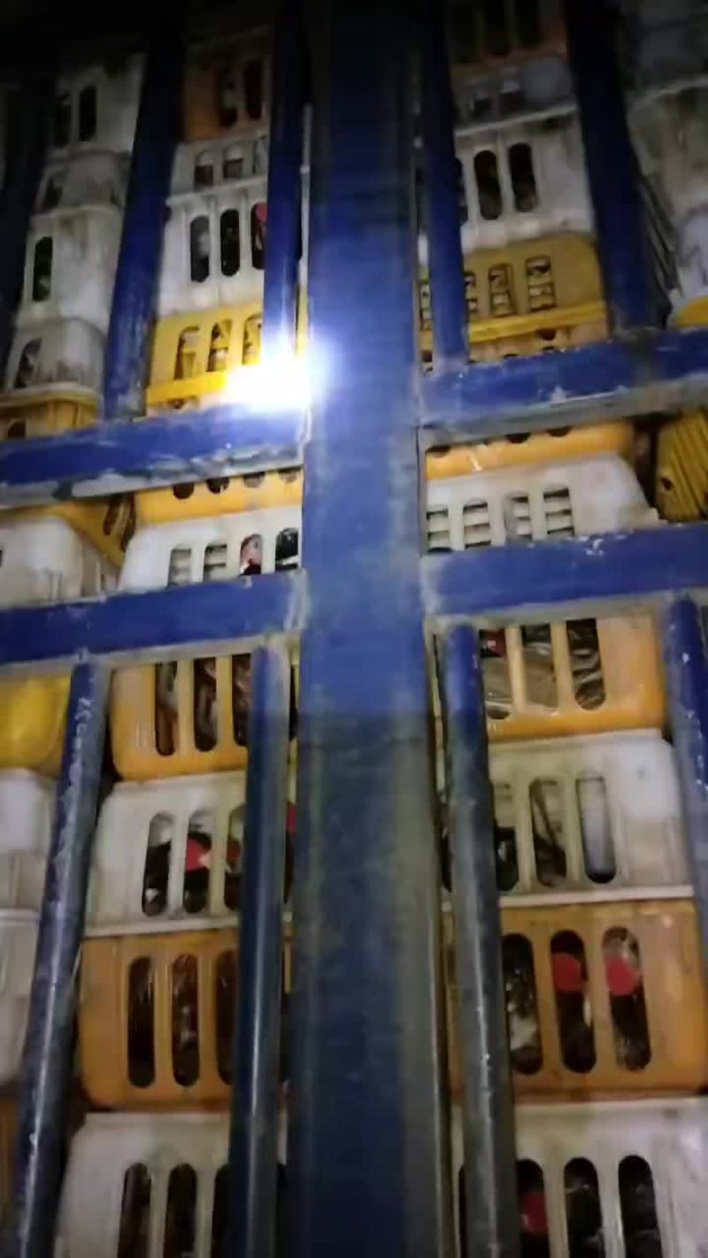 七彩山鸡见光放养